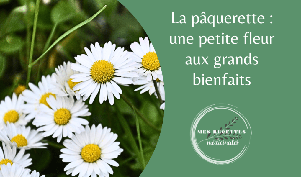 découvrez les usages et bienfaits de l'huile de pâquerettes, un soin naturel reconnu pour ses propriétés apaisantes, régénérantes et éclatantes pour la peau.