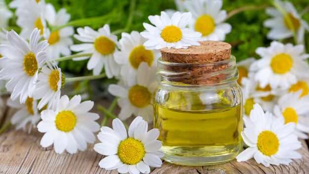 découvrez daisy oil, une huile naturelle et revitalisante pour prendre soin de votre peau et de vos cheveux. profitez d'une beauté éclatante au quotidien.